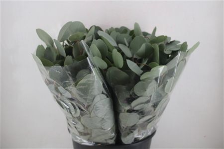 Euca Populus 150gr P Bunch
