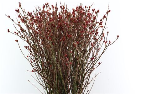 Salix Melanostachys P Stem