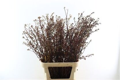 Litsea Red P Stem