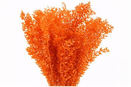 Pres Ruscus Orange P Stem