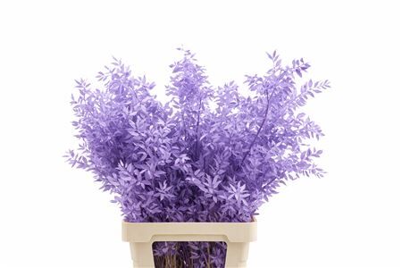 Pres Ruscus Milka P Stem