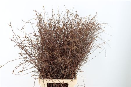 Berk Lang Naturel Met Vrucht 100cm Bunch
