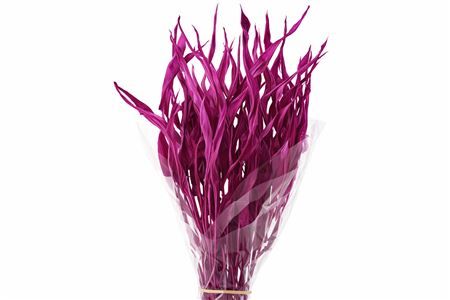 Dried Strelitziablad Cerise P Stem