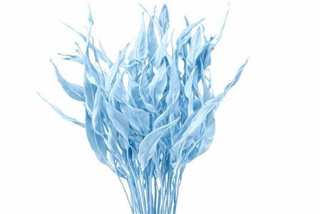 Dried Strelitziablad Lichtblauw P Stem