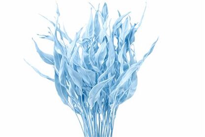 Dried Strelitziablad Lichtblauw P Stem