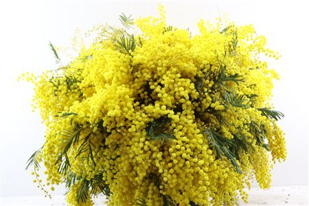 Mimosa Mirandol Per Stem Extra