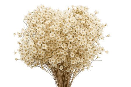 Dried Glixia Natural Bunch