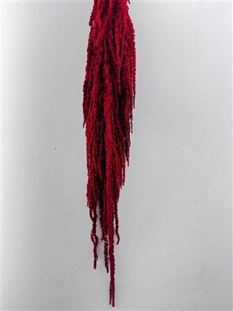 Pres Amaranthus Caud Red Bunch