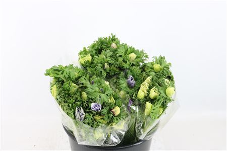 Anem Marianne Pastel