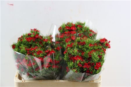 Di Barb Breanthus Amras Red