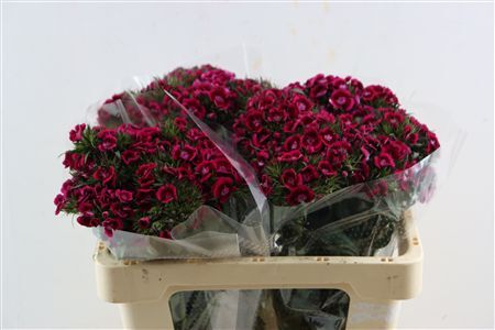 Di Barb Breanthus Jolly Purple Pink