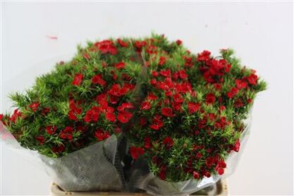 Di Barb Breanthus Amras Red