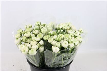 Ran Elegance White