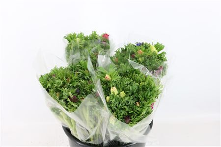 Anem Co Jerusal Mixed