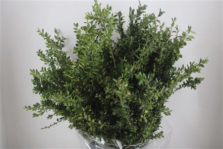 Buxus Green P Bunch