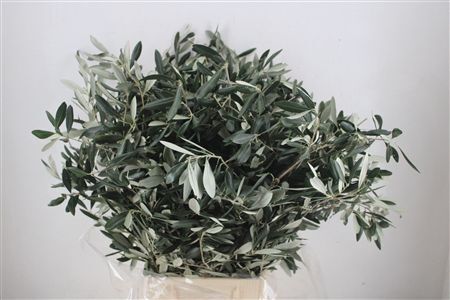 Olive 300gr P/b