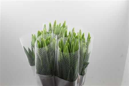 Tu Fr En Maureen Super