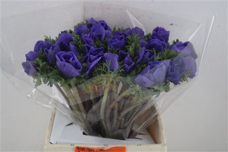 Anem Mistral Super Blue