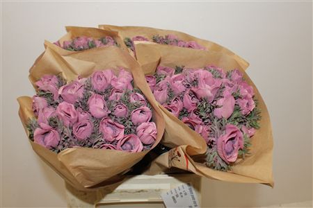 Anem Marianne Powder Wine Red