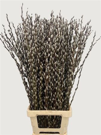Salix Wilgenkatjes 90cm P Stem