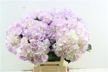 Hydr M Light Lila Tinted