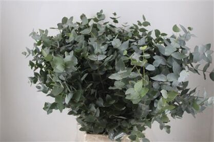 Euca Cinerea 300gr P Bunch