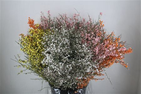 Ginster 200gr Mix Pbs