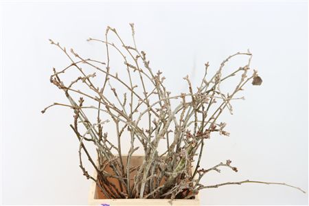 Kreupelhout Peupelier P Bos