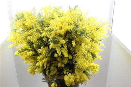 Mimosa Long 90cm P Stem