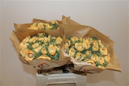 Anem Marianne Powder Abricot