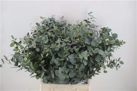 Euca Gunny Short 150gr P Bunch