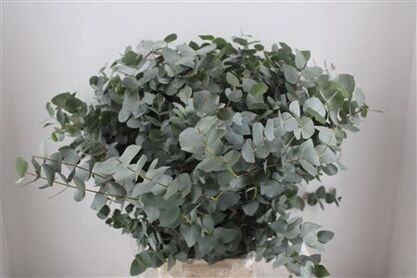 Euca Cinerea 300gr P Bunch