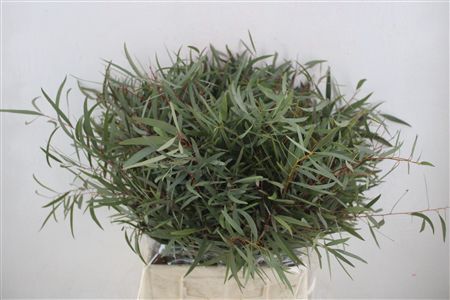 Euca Nicoly Short 150gr P Bunch