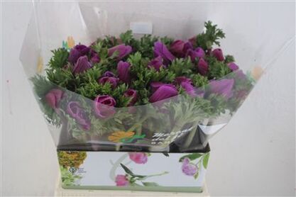 Anem Mistral Orchid