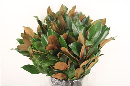 Magnolia Leaves P Bunch