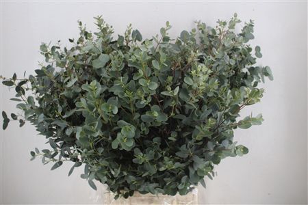 Euca Gunny 300gr P Bunch