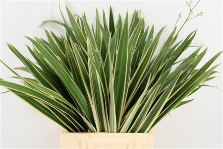 Phormium Ten Variegatum Top