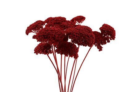 Dried Achillea Red 10pcs Bunch