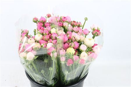 Ran Amandine Porcelaine