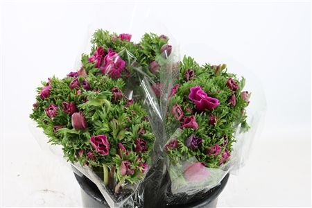 Anem Marianne Orchid