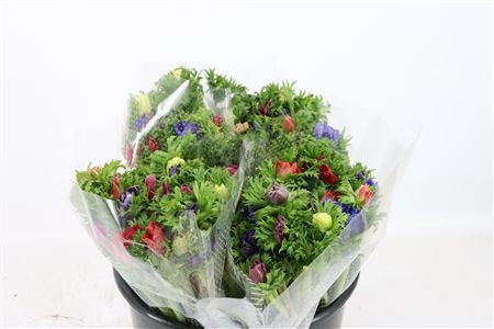 Anem Co Jerusal Mixed