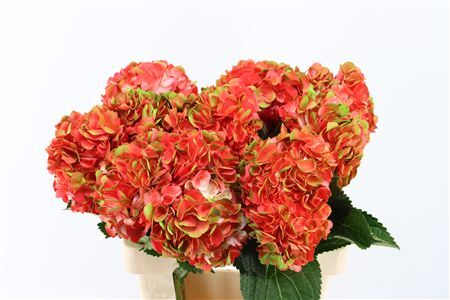 Hydr M Amathyst Salmon Tinted