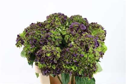 Hydr M Dark Purple Tinted