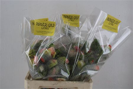 Papaver Mixed Extra P Stem