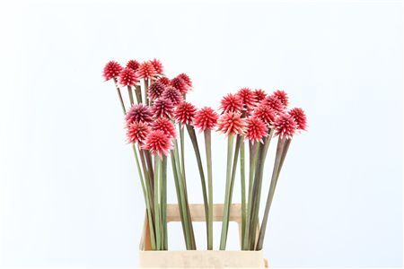 Inirida Flower Winter