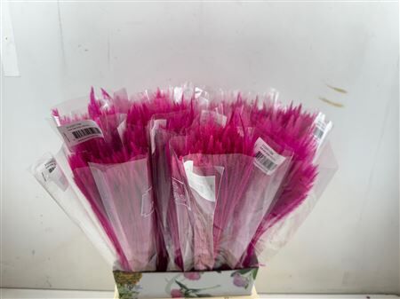 Dried Silk Worms Extra L. Pink Bunch