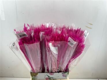 Dried Silk Worms Extra L. Pink Bunch