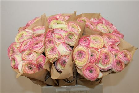 Ran Cloni Ex Felicidade