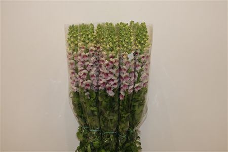 Antir Overig Bicolor