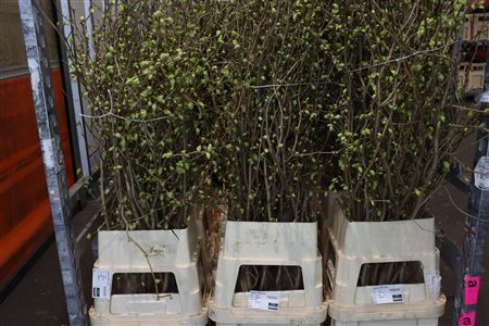 Corylopsis 160cm P Stem